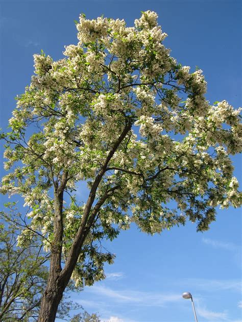 Robinia Pseudoacacia Black Locust Deciduous Trees Flowering Trees