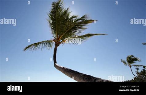 Palm Tree Wind Bend Stock Videos And Footage Hd And 4k Video Clips Alamy