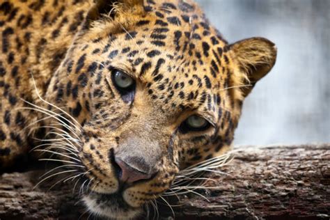 Jaguar Poaching Stock Photos, Pictures & Royalty-Free Images - iStock