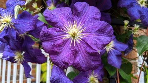 PXL_20230514_215550840.MP | Clemantis_Otto | Clemson Photography Club ...