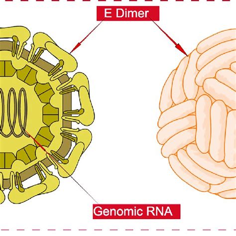 Structural Components Of Dengue Virus Download Scientific Diagram