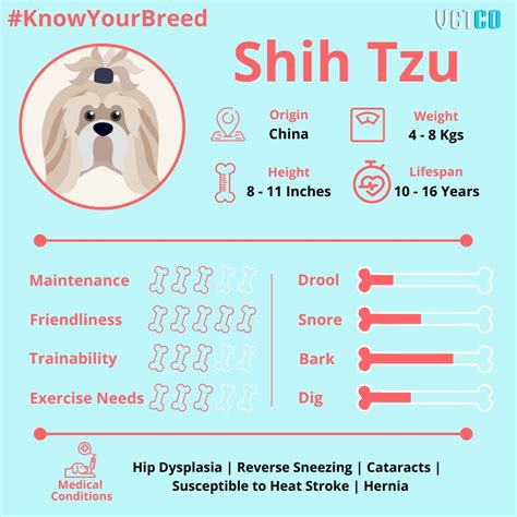 Know Your Breed: Shih Tzu - Vetco Store