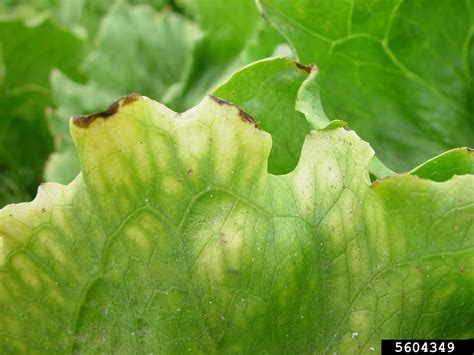 Lettuce Chlorosis Virus Lcv Crinivirus Lettuce Chlorosis Virus