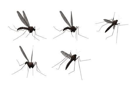 Mosquito Clip art - Mosquitos PNG png download - 1024*675 - Free ...