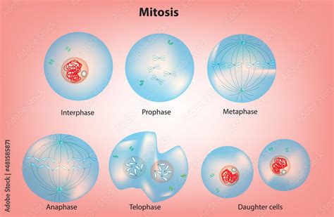 Stockvektorbilden Mitosis A Process Where A Single Cell Divides Into