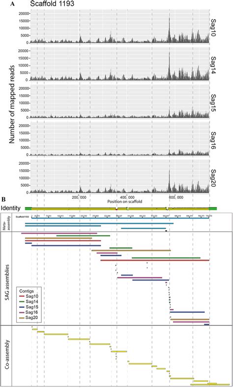 Genome Coverage And Alignment Of Contigs To Scaffold In The