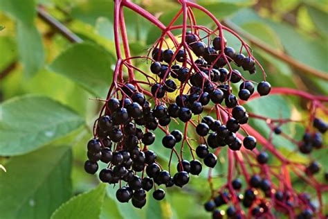 Pokeweed Berries & Greens | Learn More at The Grow Network : The Grow Network