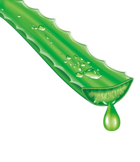 Aloe Vera Png Transparent Image Download Size 888x1024px