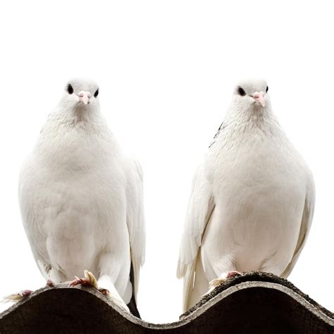 Premium Photo | Two doves