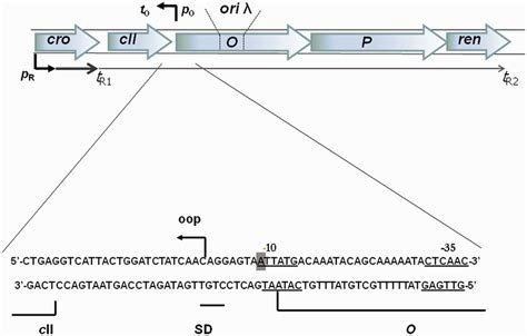 A Map Of Bacteriophage Replication Region Which Corresponds To The