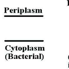 The Electrochemical potential gradient across the membrane. | Download ...