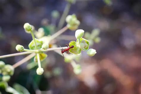 Do Ants With Wings Bite Humans? - pestwhisperer.com