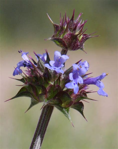 Sonoran Desert Plants Salvia Columbariae Desert Chiachiacalifornia