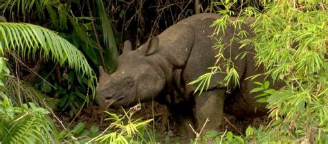 The Javan Rhinoceros | Critter Science