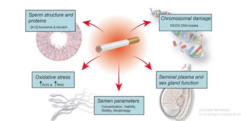 Life Ivf Center The Effects Of Cigarette Smoking On Male Fertility