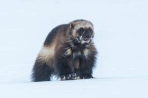 Study gives updated estimate for wolverine population on Alaska’s North ...