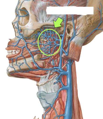 Pterygoid Plexus Of Vein Flashcards | Quizlet