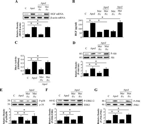 Mer Fc Inhibits Apoptotic Cellinduced Hgf Expression And Activation Of