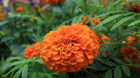 Mexican Marigold Tagetes Erecta