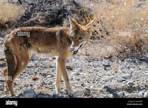 Coyote Crossing the Road Stock Photo - Alamy