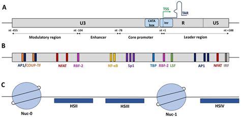 Viruses Free Full Text Depicting Hiv Transcriptional Mechanisms