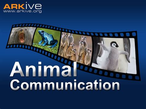 Animal Communication | Teaching Resources