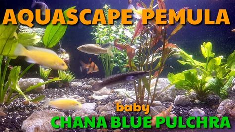 Aquascape Pemula Di Aquarium Kecil Akhirnya Beli Baby Chana Pulchra