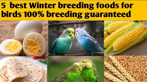 5 Food For Budgies In Winter Budgies Best Food For Breeding Budgies