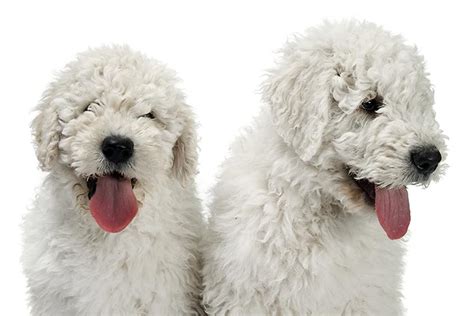 Komondor Dog Breed History And Some Interesting Facts