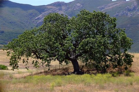 35 California Coast Live Oak Acorns Preserved Pest Free | Etsy