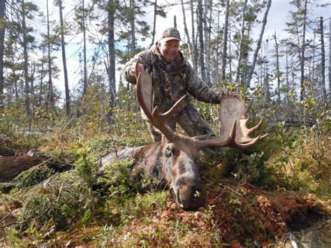 Newfoundland Big Game Hunting — Moose