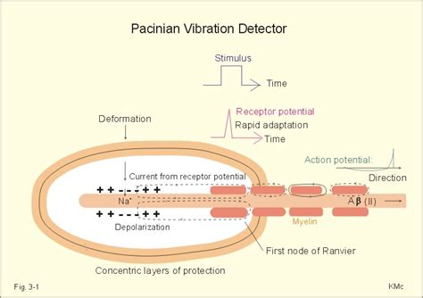 New Human Physiology Ch 3