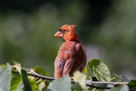 Oiseau Cardinal Nord Ornithologie Photo Gratuite Sur Pixabay Pixabay