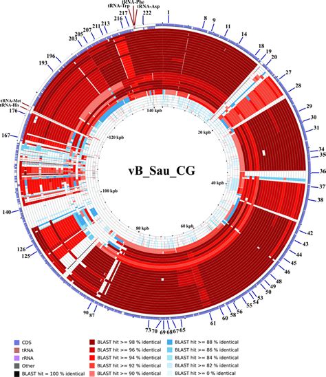 CCT Map Comparing The Genome Of Phages VB Sau CG To Other S Aureus