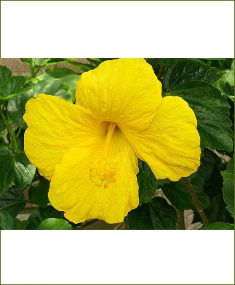 Hibiscus Yellow Ubicaciondepersonas Cdmx Gob Mx