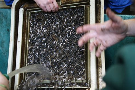 The Daily Bucket The Salmon Hatchery As Aid To Restoring Salmon Runs