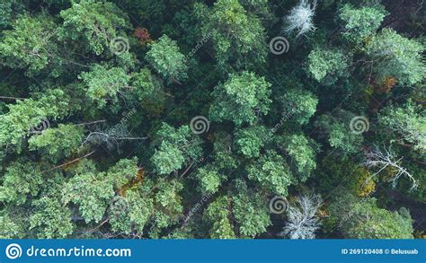 Aerial View Over a Pine Tree Forest Stock Photo - Image of scenery ...