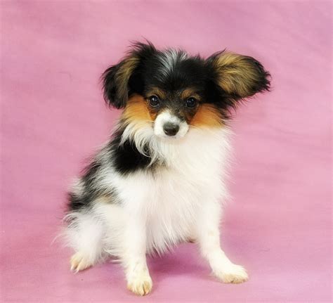 Roads End Papillons 4 Months Old Papillon Puppies