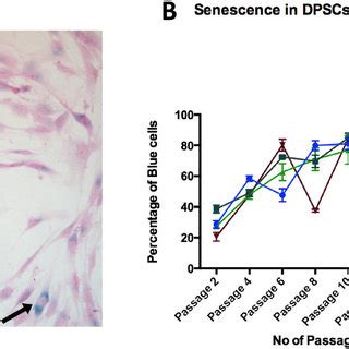 Senescence Associated Galactosidase Assay A At Each Passage Cells