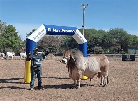 Míster Magnum es el más pesado y el gran campeón de la raza Brahman en