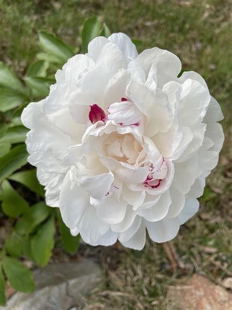 Peony White Flower - Free photo on Pixabay