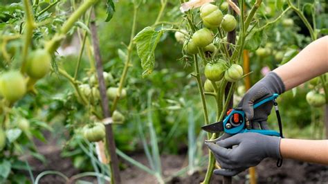 7 Reasons Your Tomato Plant Is Wilting — And How To Fix It Toms Guide