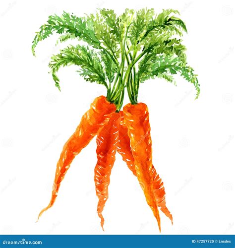 Bunch Of Carrots With Leaves Isolated Stock Illustration Illustration Of Nature Dieting 47257720