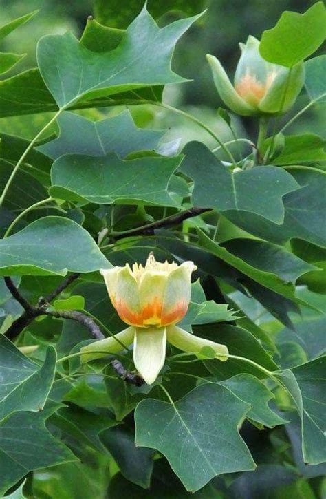 Tulip Tree Propagation Growing Tulips Tree From Seeds And Cuttings