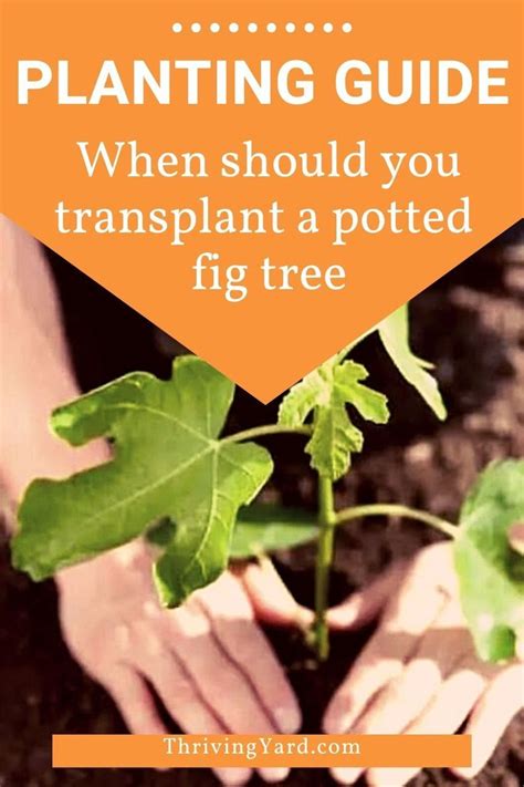 Planting Guide When Should You Transplant A Potted Fig Tree Fig Fruit Tree Fig Tree