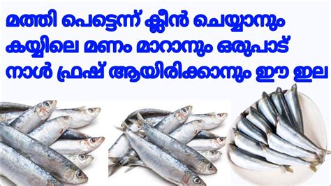 ഈ ട്രിക് യൂട്യൂബിൽ ആദ്യം How To Clean Fish Easily Kitchentips Youtube