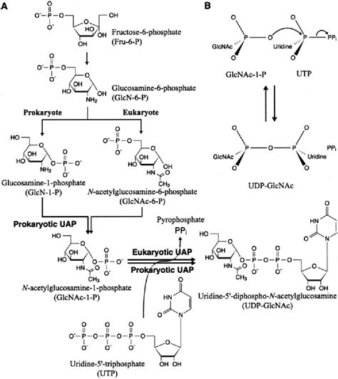 Figure 1 From Crystal Structure Of Uridine Diphospho N