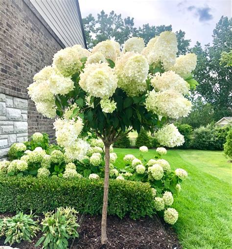 White Hydrangea Tree