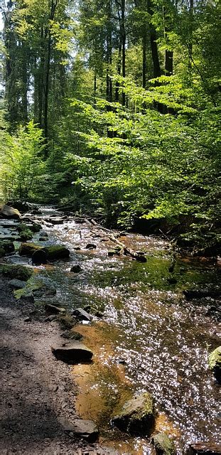 Forêt Du Palatinat Flux L Eau Photo gratuite sur Pixabay Pixabay