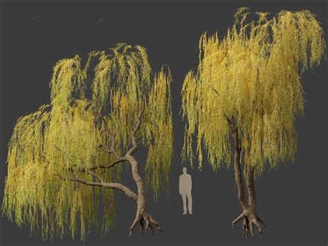 Salix Babylonica Weeping Willow D Model Turbosquid